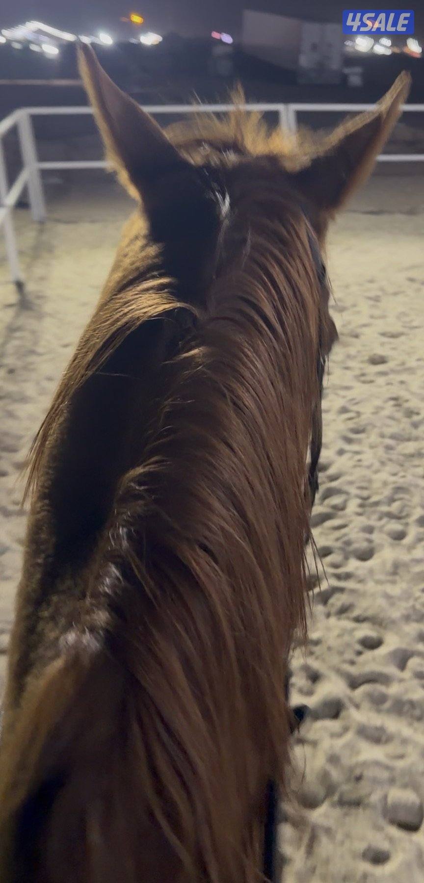 حصان مدرسة انجليزي شرط السلم0