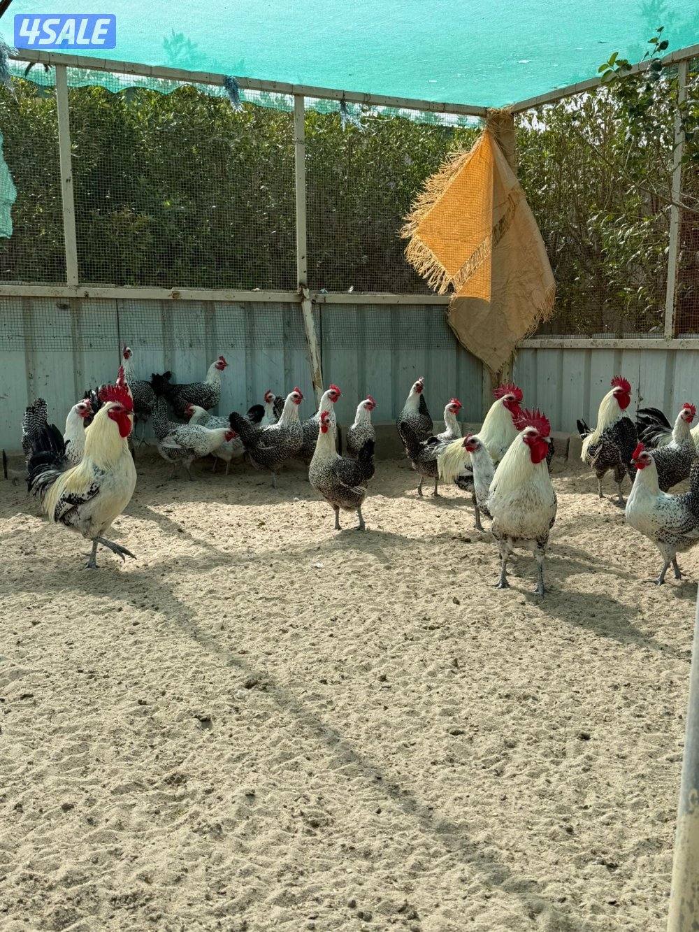 فيومي بياضين0