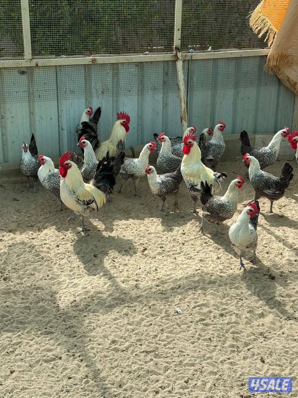 فيومي بياضين1