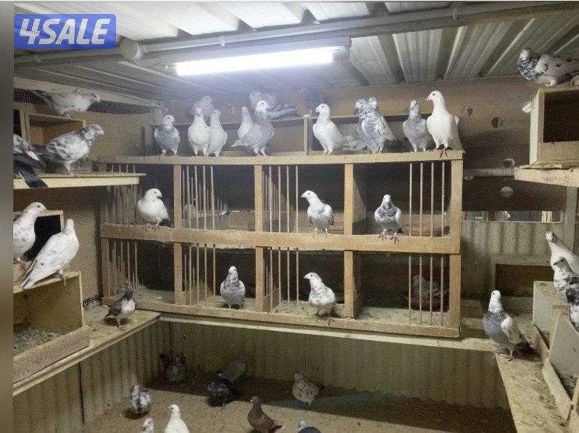 ازواج زاجل قرزل و خنابي احجام xl0