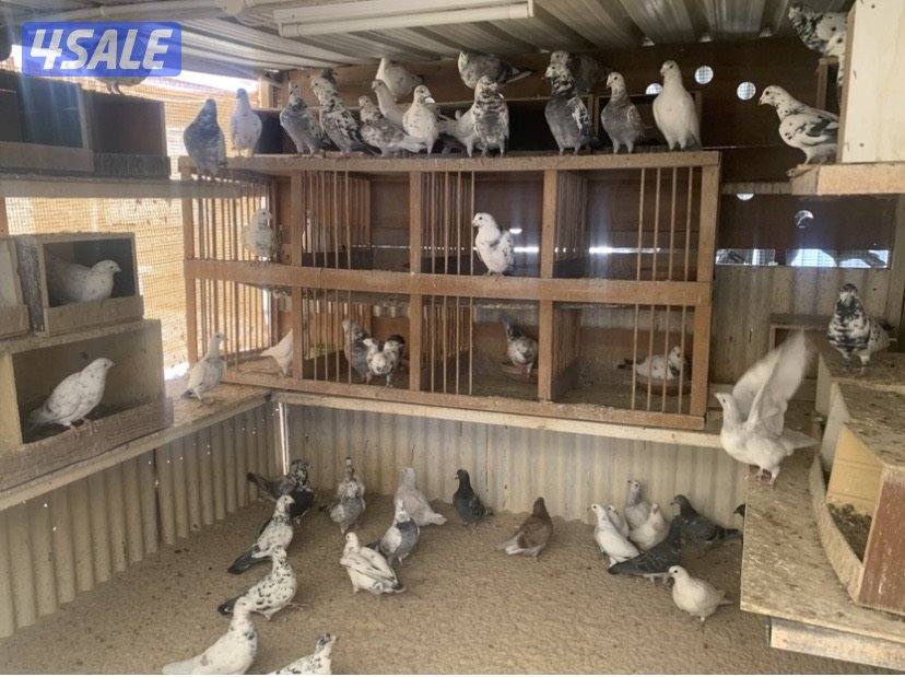 ازواج زاجل قرزل و خنابي احجام xl1