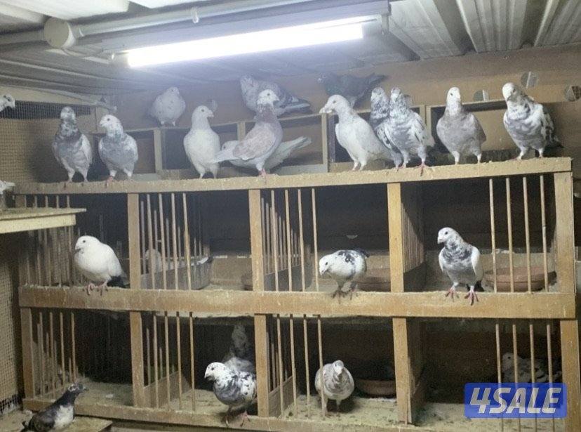 ازواج زاجل قرزل و خنابي احجام xl2