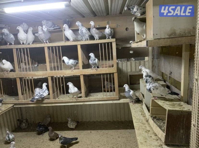 ازواج زاجل قرزل و خنابي احجام xl3