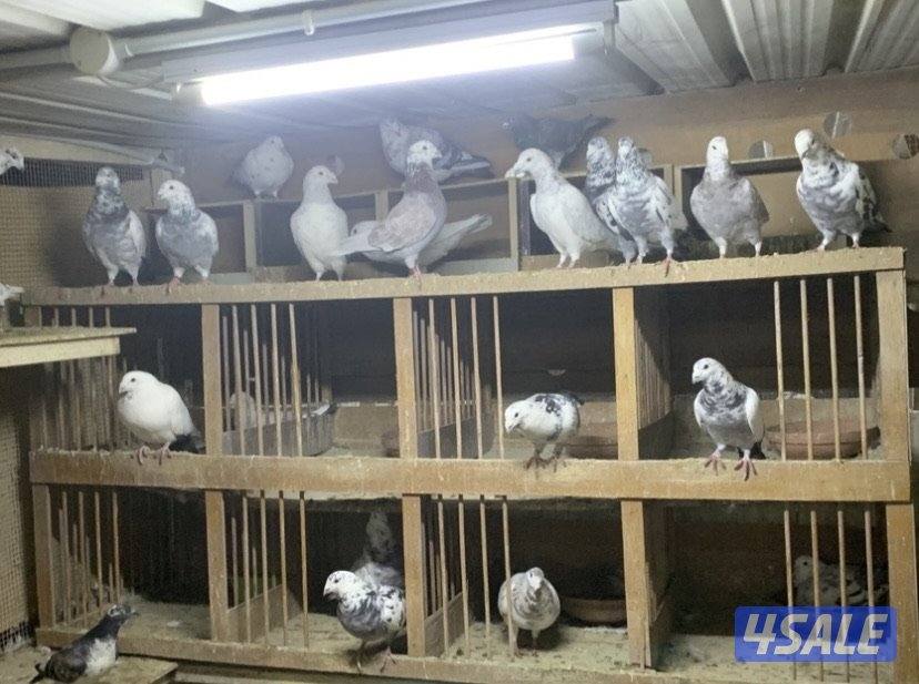 ازواج زاجل قرزل و خنابي احجام xl5