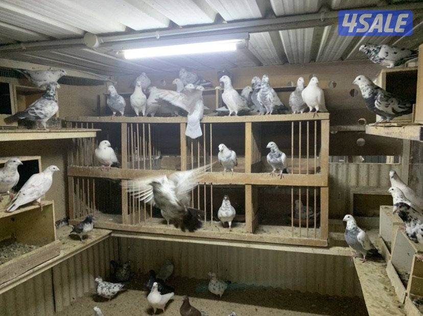 ازواج زاجل قرزل و خنابي احجام xl6