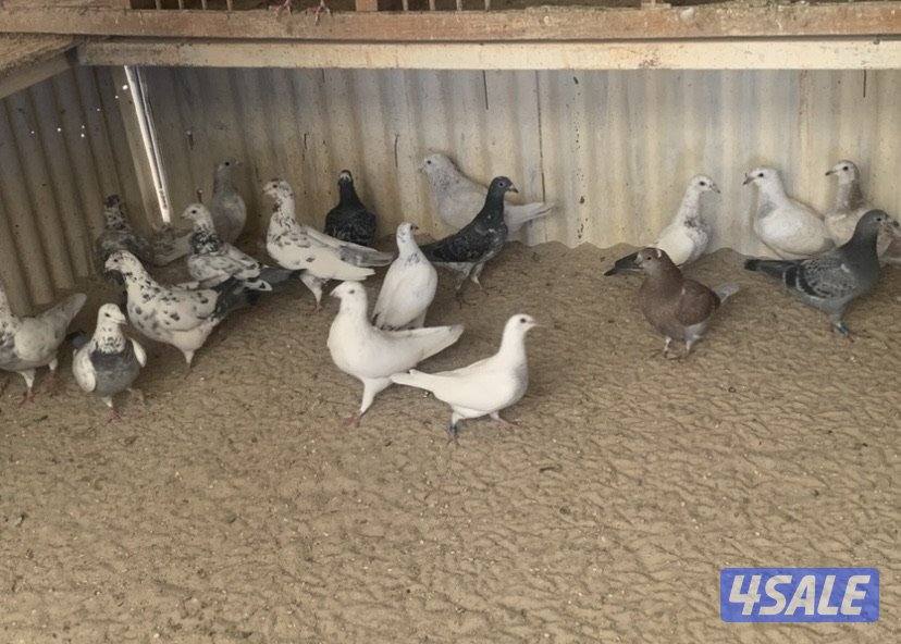 ازواج زاجل قرزل و خنابي احجام xl7