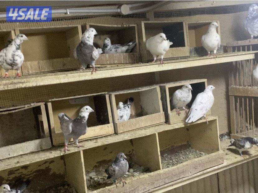 ازواج زاجل قرزل و خنابي احجام xl8