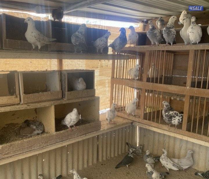 ازواج زاجل قرزل و خنابي احجام xl9