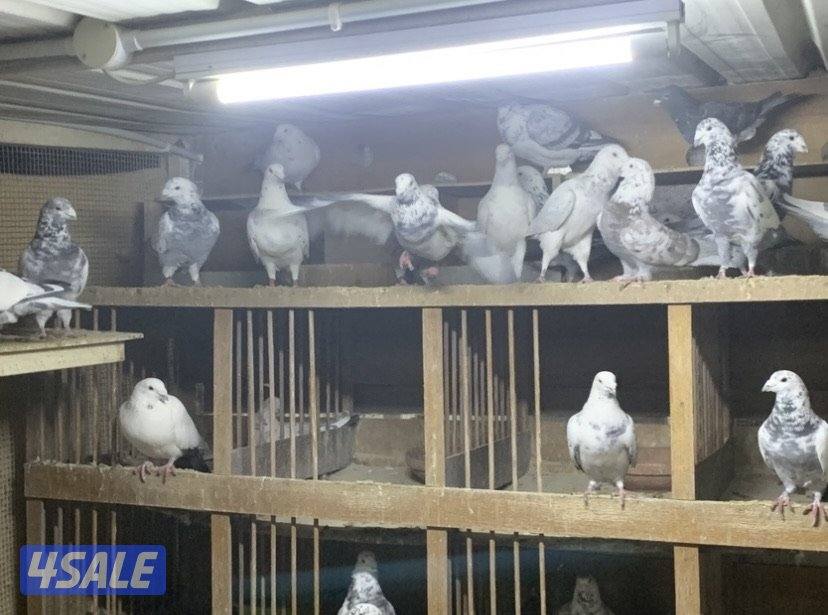 ازواج زاجل قرزل و خنابي احجام xl10