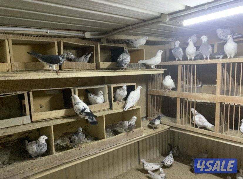 ازواج زاجل قرزل و خنابي احجام xl11