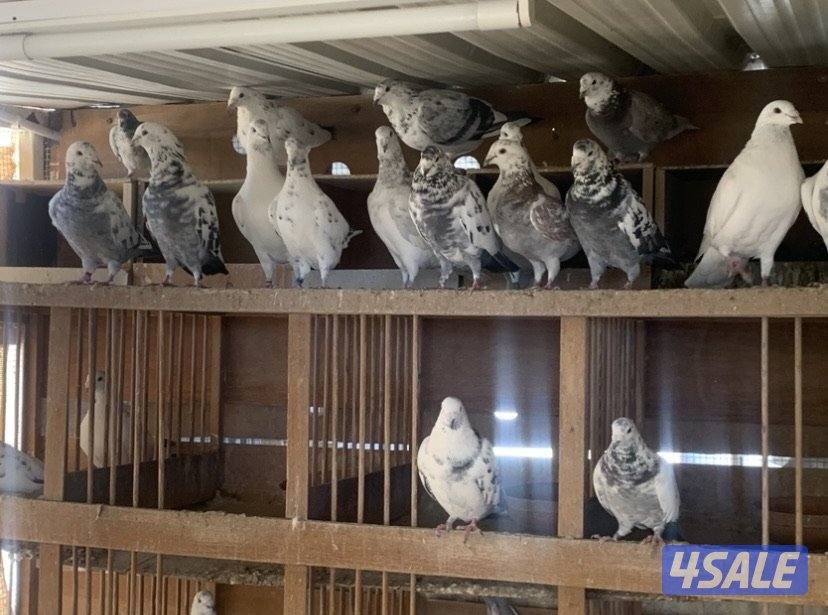 ازواج زاجل قرزل و خنابي احجام xl12