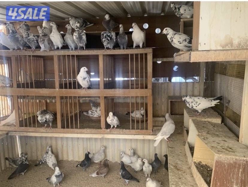 ازواج زاجل قرزل و خنابي احجام xl14