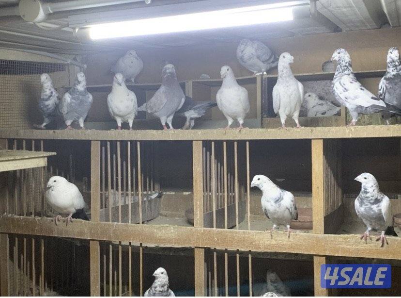 ازواج زاجل قرزل و خنابي احجام xl15