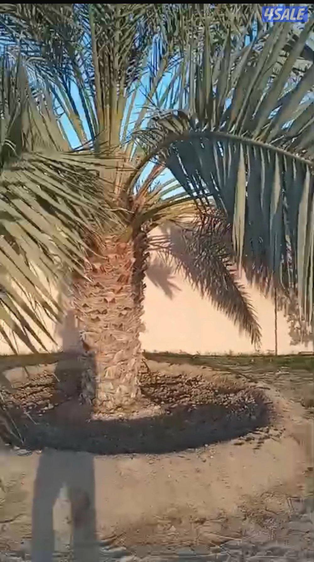 للبيع نخل برحي وواشنطونيات0