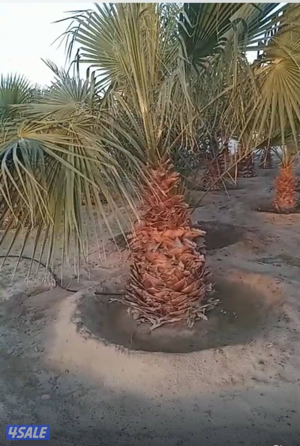 للبيع نخل برحي وواشنطونيات2