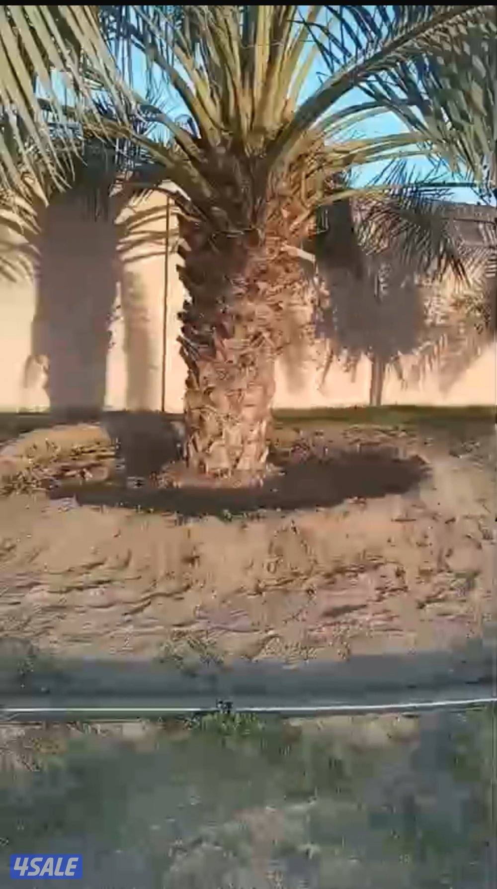 للبيع نخل برحي وواشنطونيات3