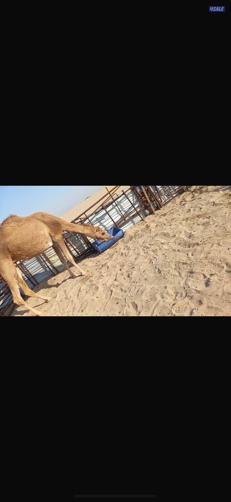 ناقه غصابه مقيمه خفوت تو مصعده ثاني بطن1