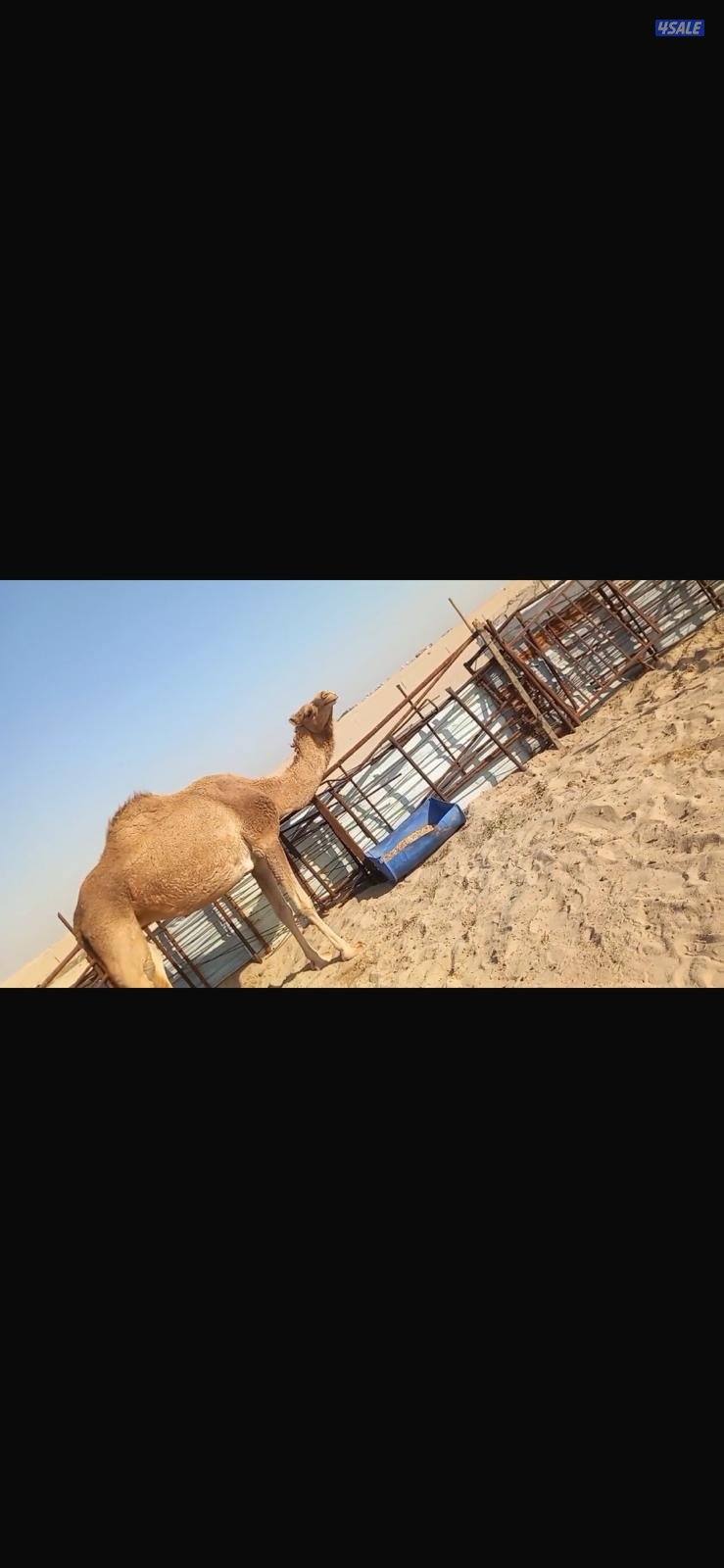 ناقه غصابه مقيمه خفوت تو مصعده ثاني بطن2