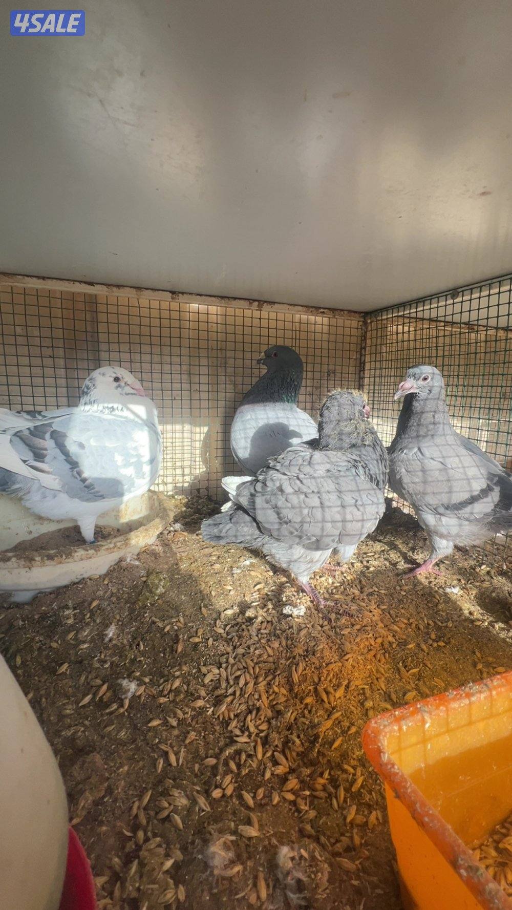 زواجل بلاجيك مع الخانات وجبرة0