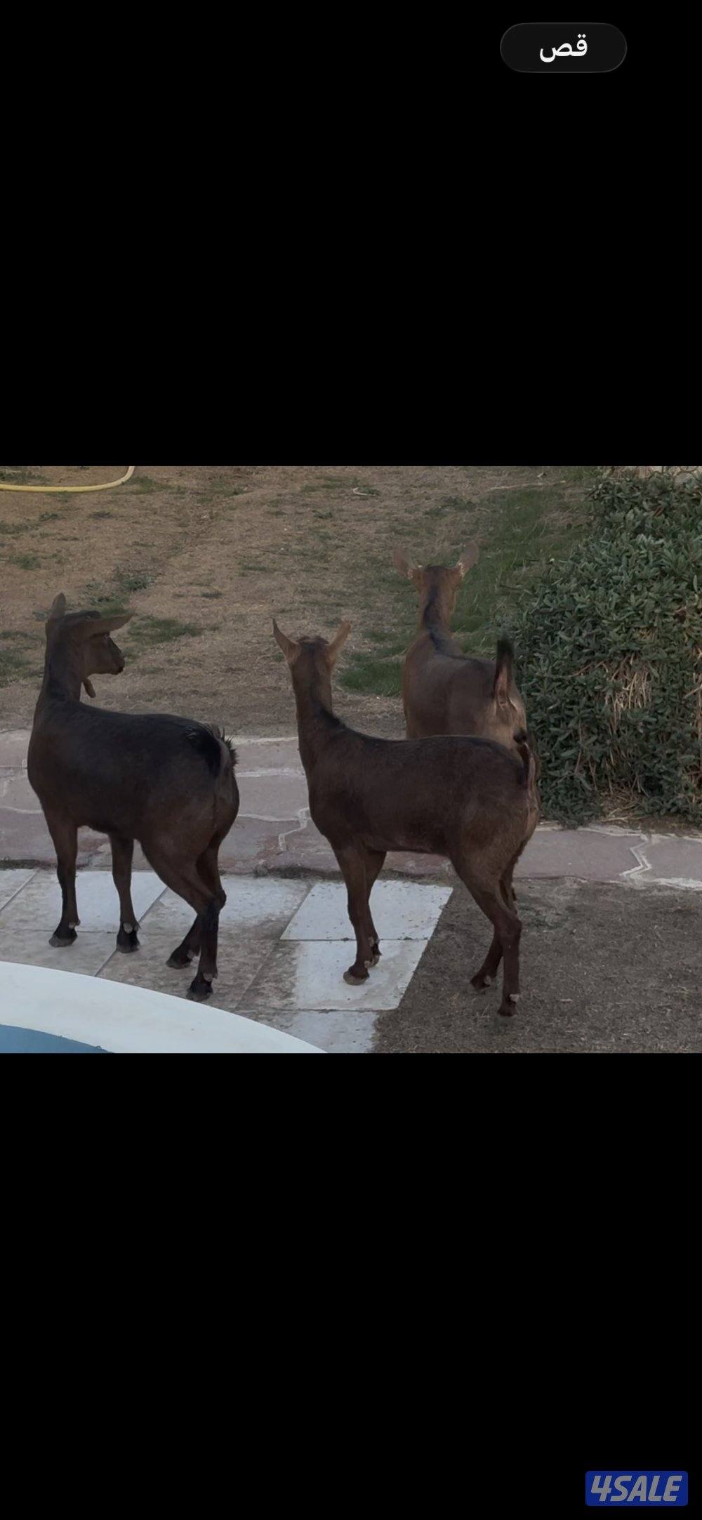 معزا جيكي رخيصه + بربريات جفار0