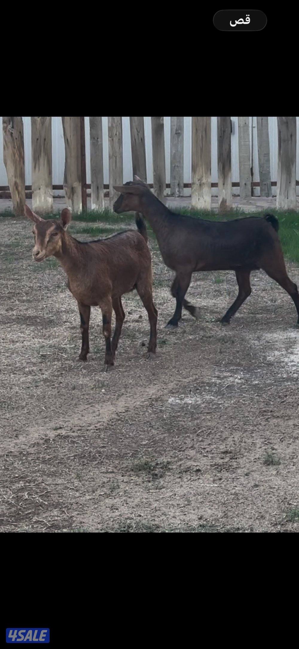 معزا جيكي رخيصه + بربريات جفار1