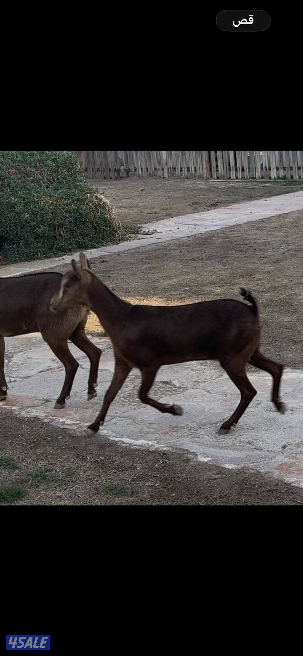 معزا جيكي رخيصه + بربريات جفار2