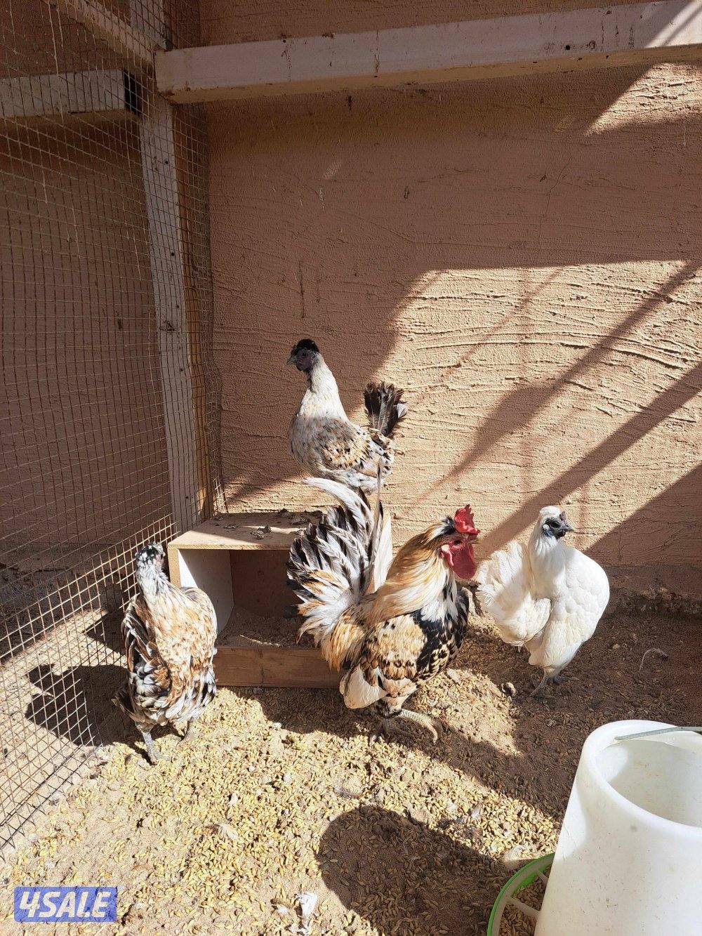 ٣دجاجات وديك +فروخ دجاج +صيصان فري4