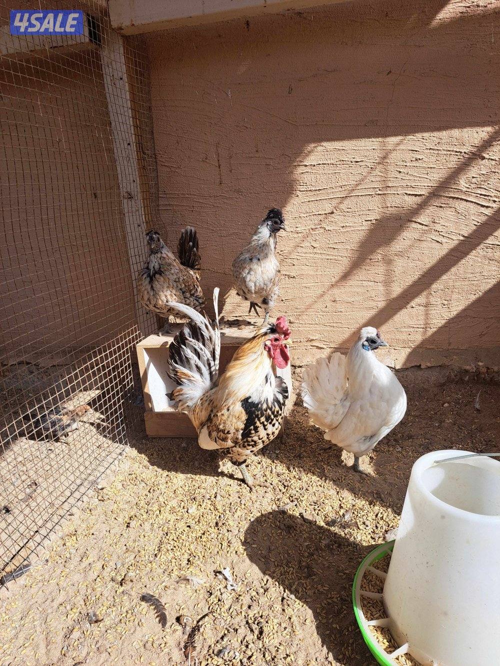٣دجاجات وديك +فروخ دجاج +صيصان فري5