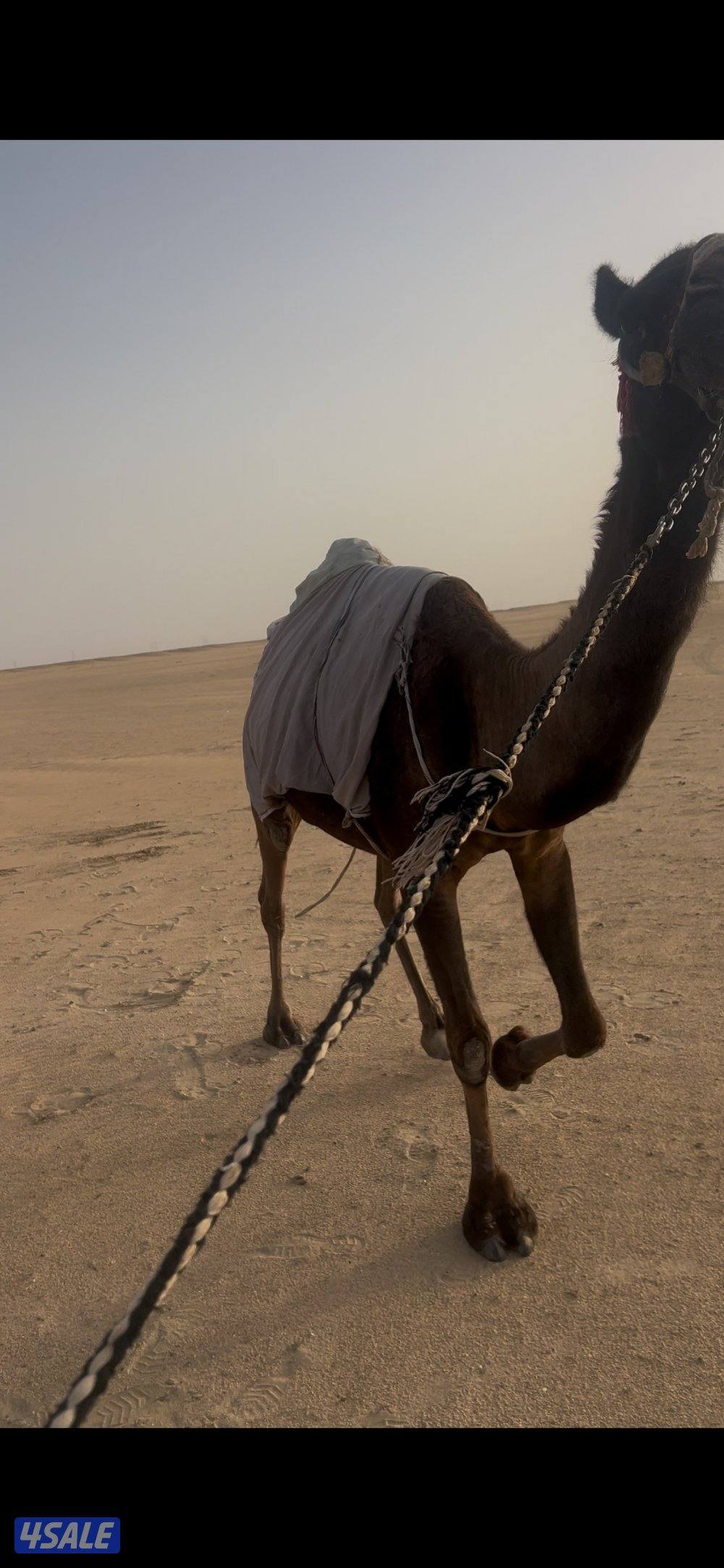 البيع رحول لقحه واصل على ولاد ومتروكه شرط سلم وصحى0