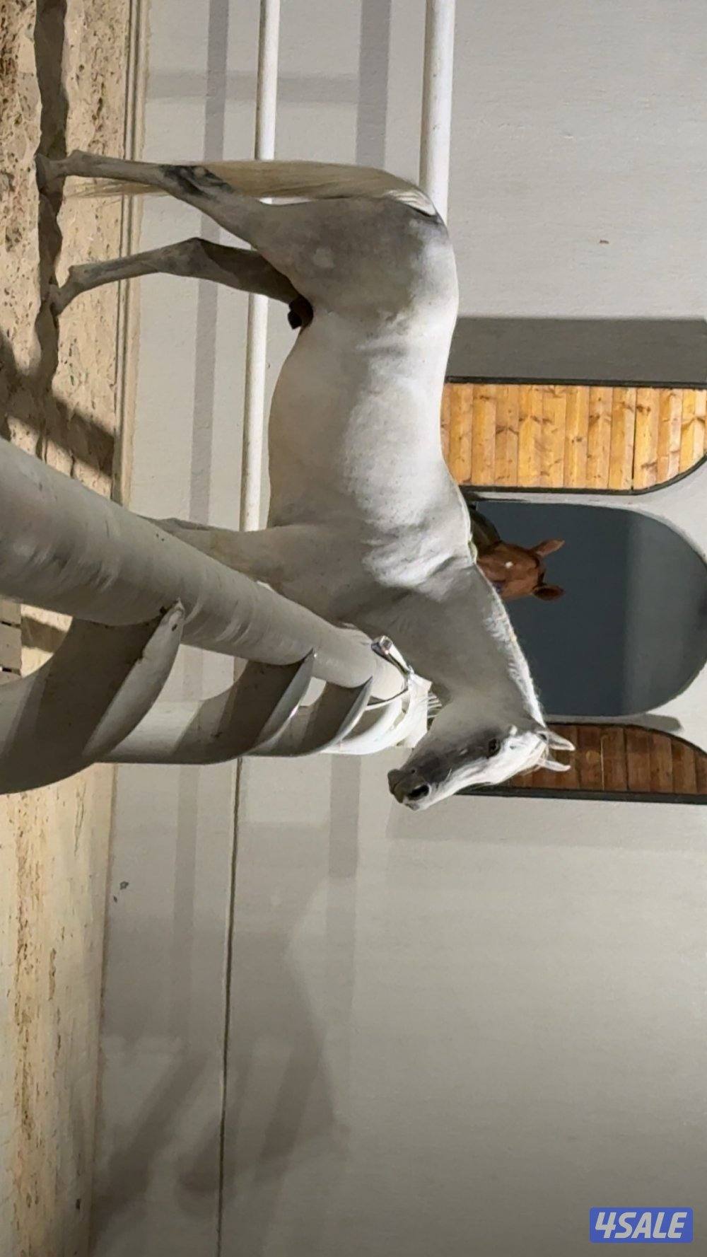 حصان مصري درساج1