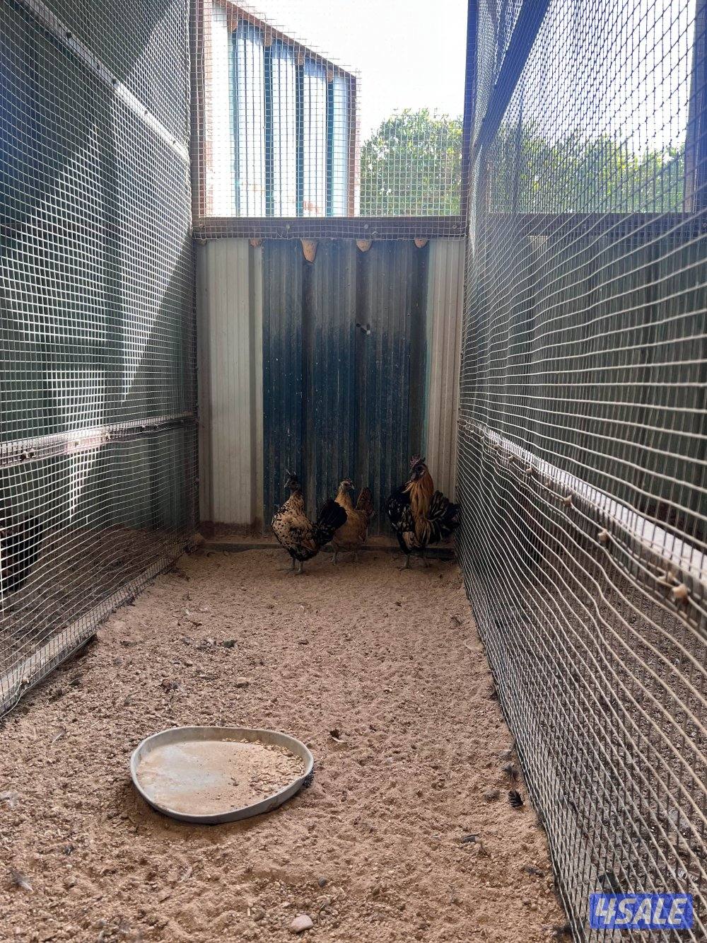 العبدلي قطعة 2 شارع الفلاح0