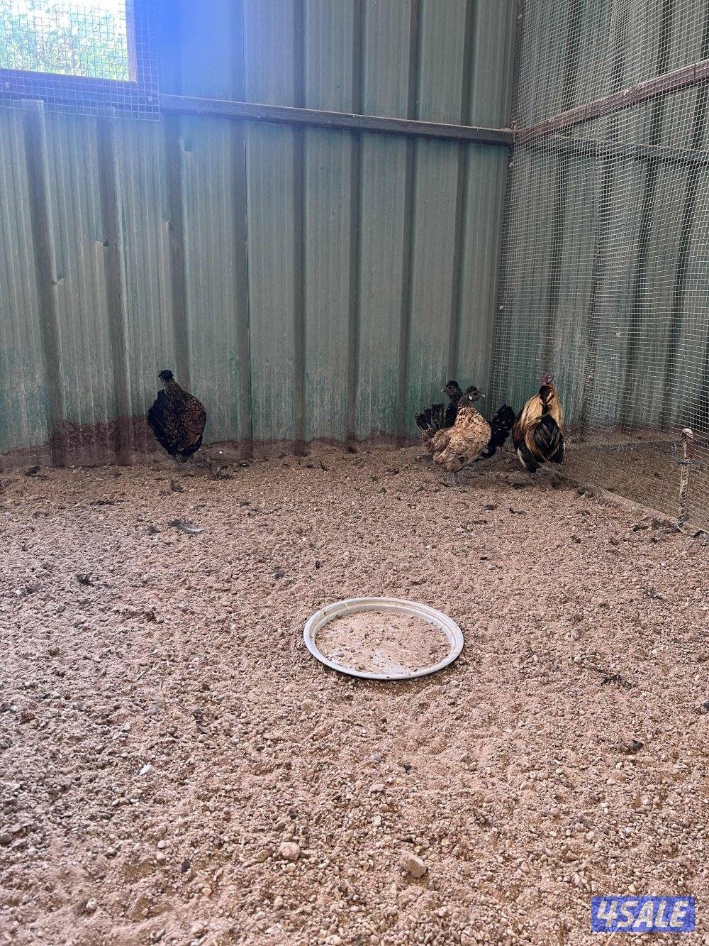 العبدلي قطعة 2 شارع الفلاح1