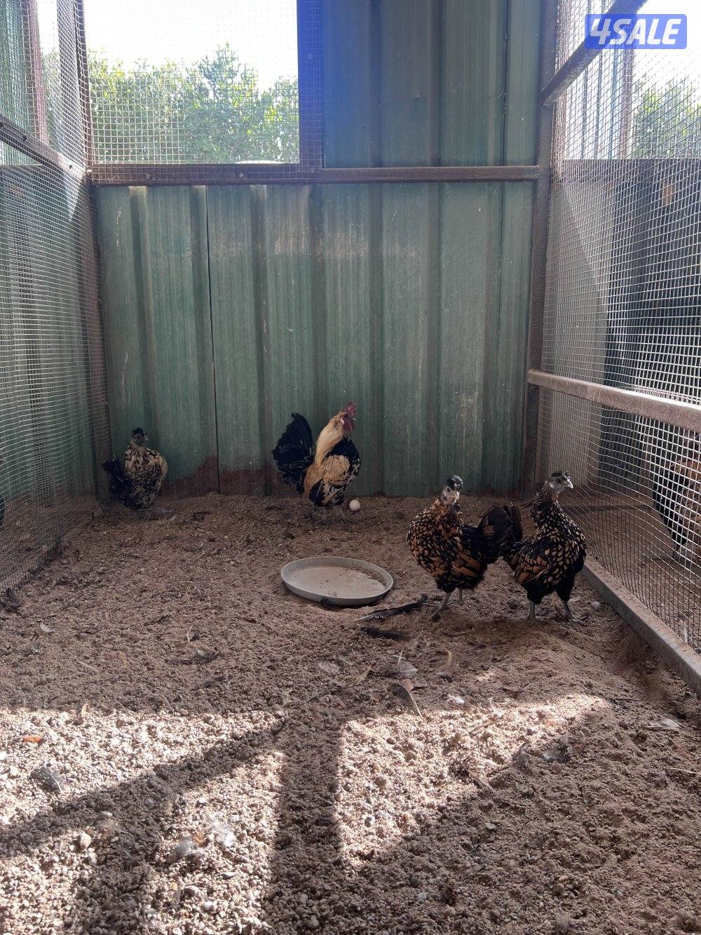 العبدلي قطعة 2 شارع الفلاح2