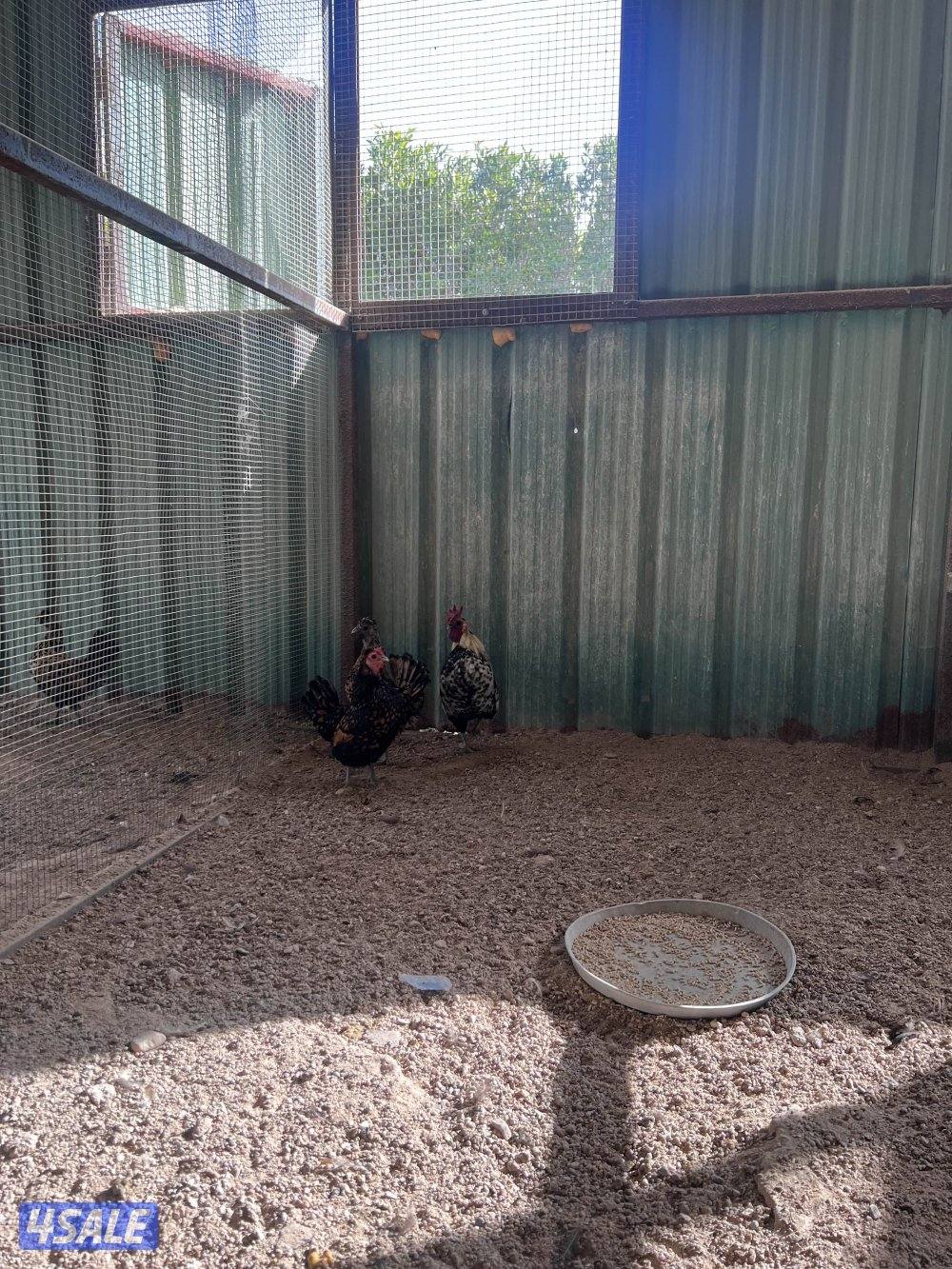 العبدلي قطعة 2 شارع الفلاح3