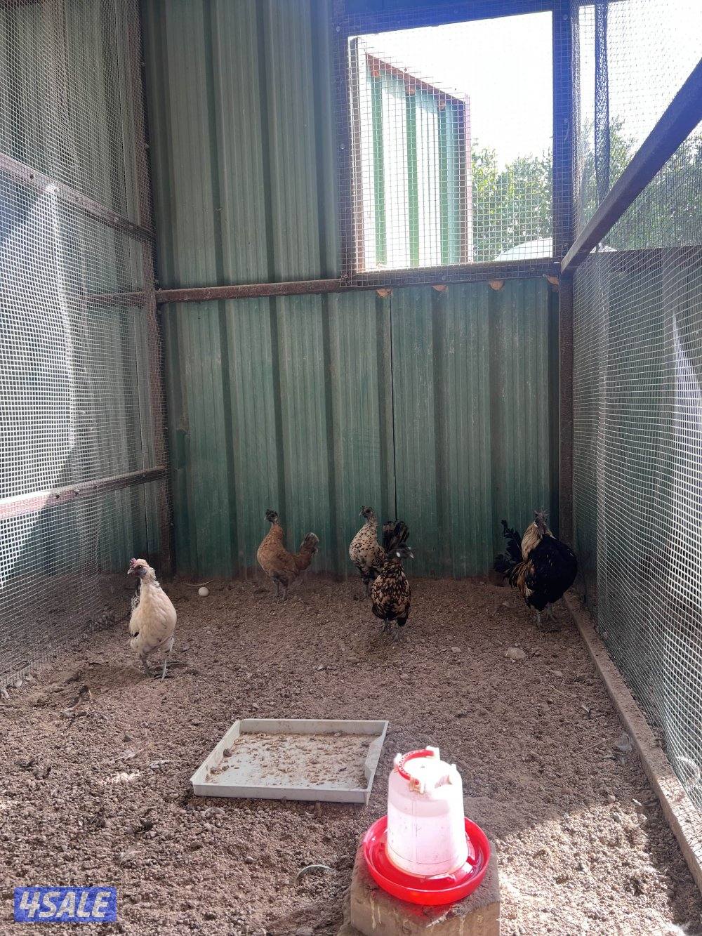 العبدلي قطعة 2 شارع الفلاح5