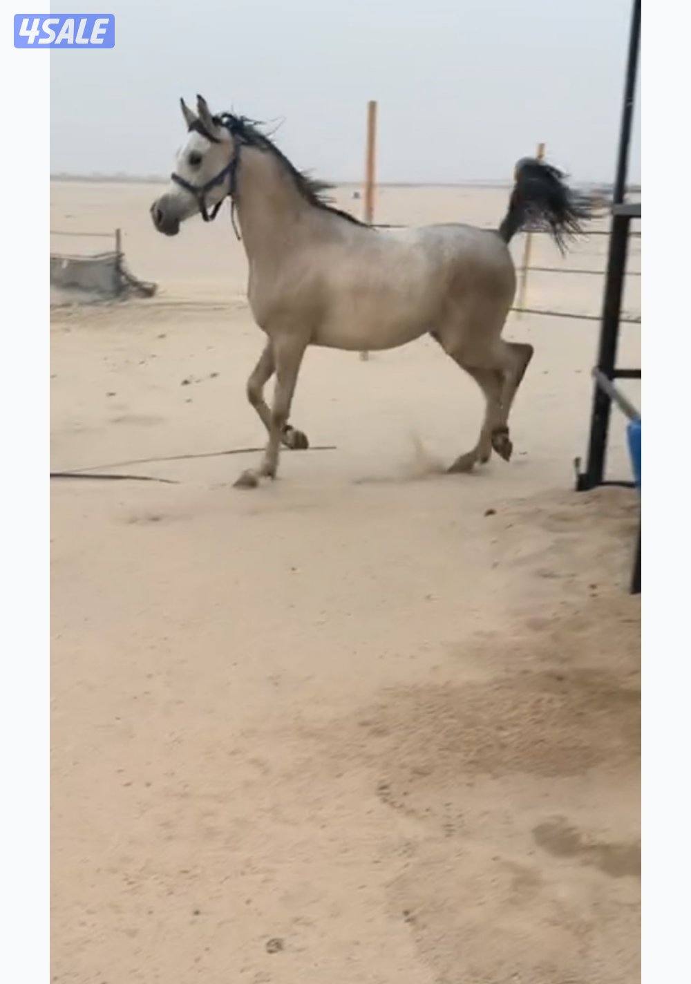 للبيع مهره طيبه0