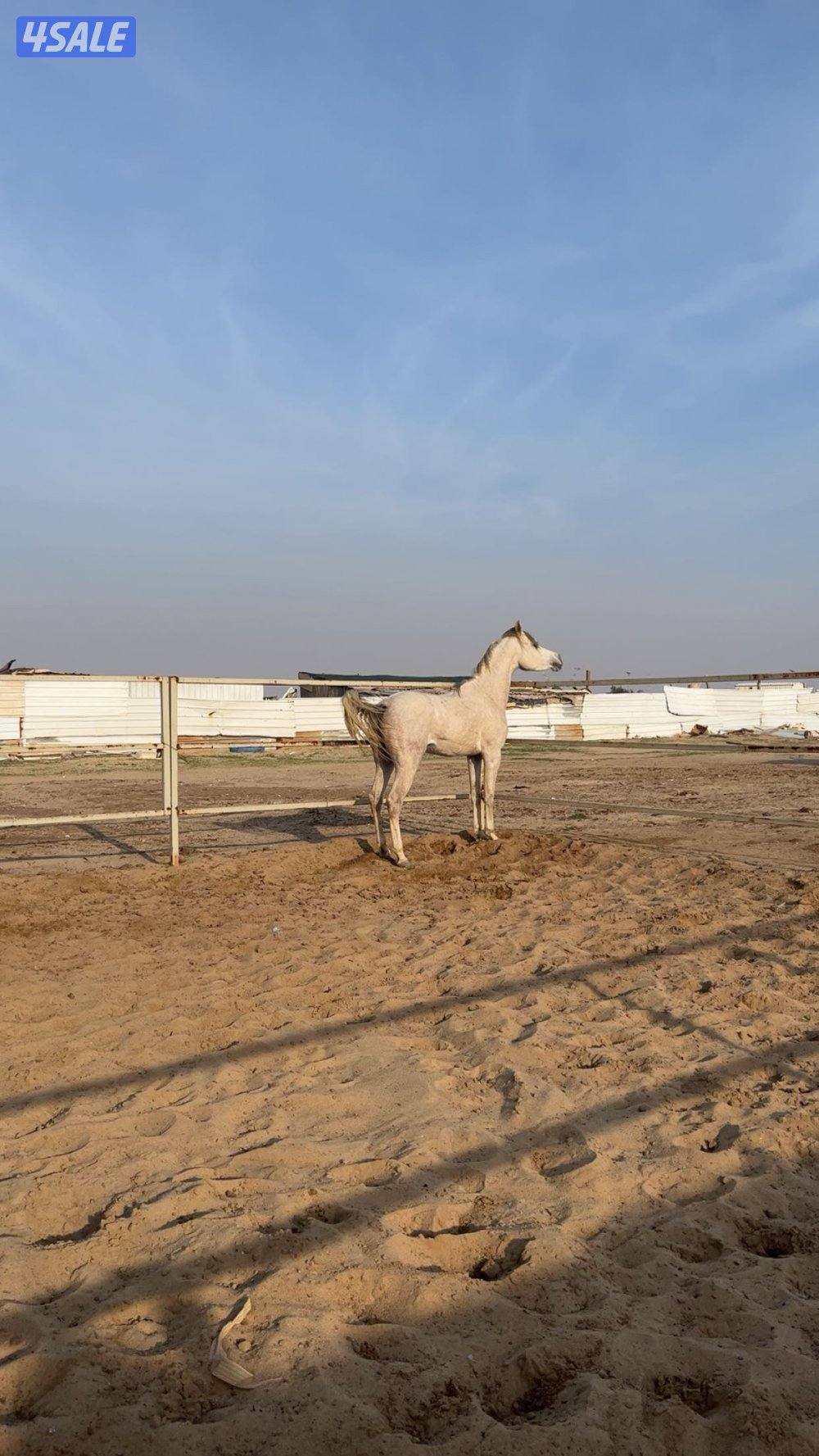 حصان عربي واهو مصري الطول نمو العمر2 مافيه فك متقدم ولا صدا شرط سلم0