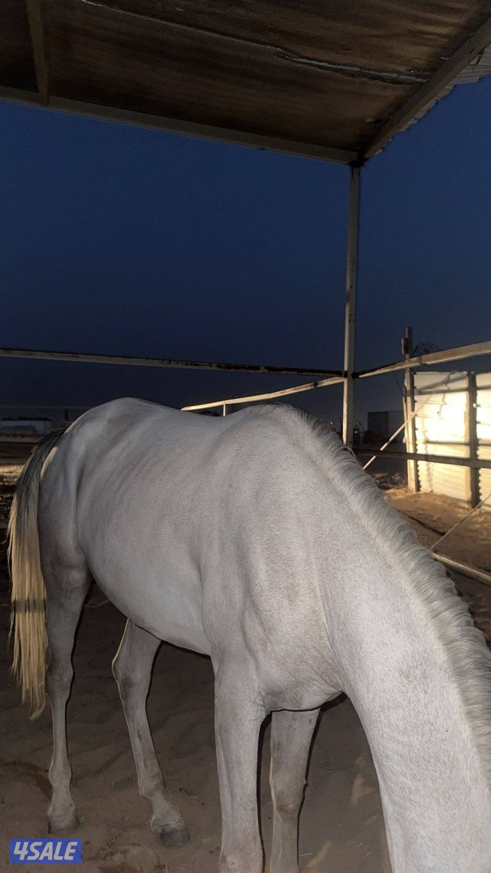 حصان عربي واهو مصري الطول نمو العمر2 مافيه فك متقدم ولا صدا شرط سلم2