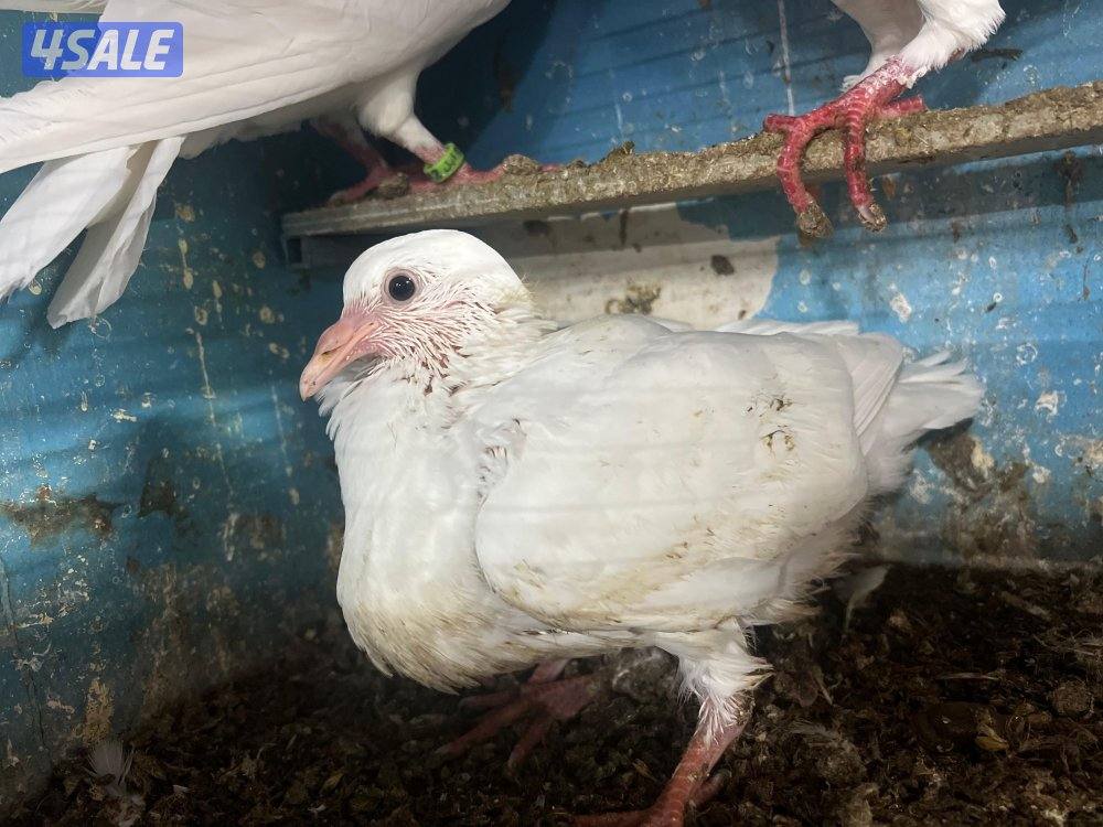 للبيع فروخ لاحم للأكل شرط مشحم ذبح يومي الكميه محدوده يوجد توصيل1