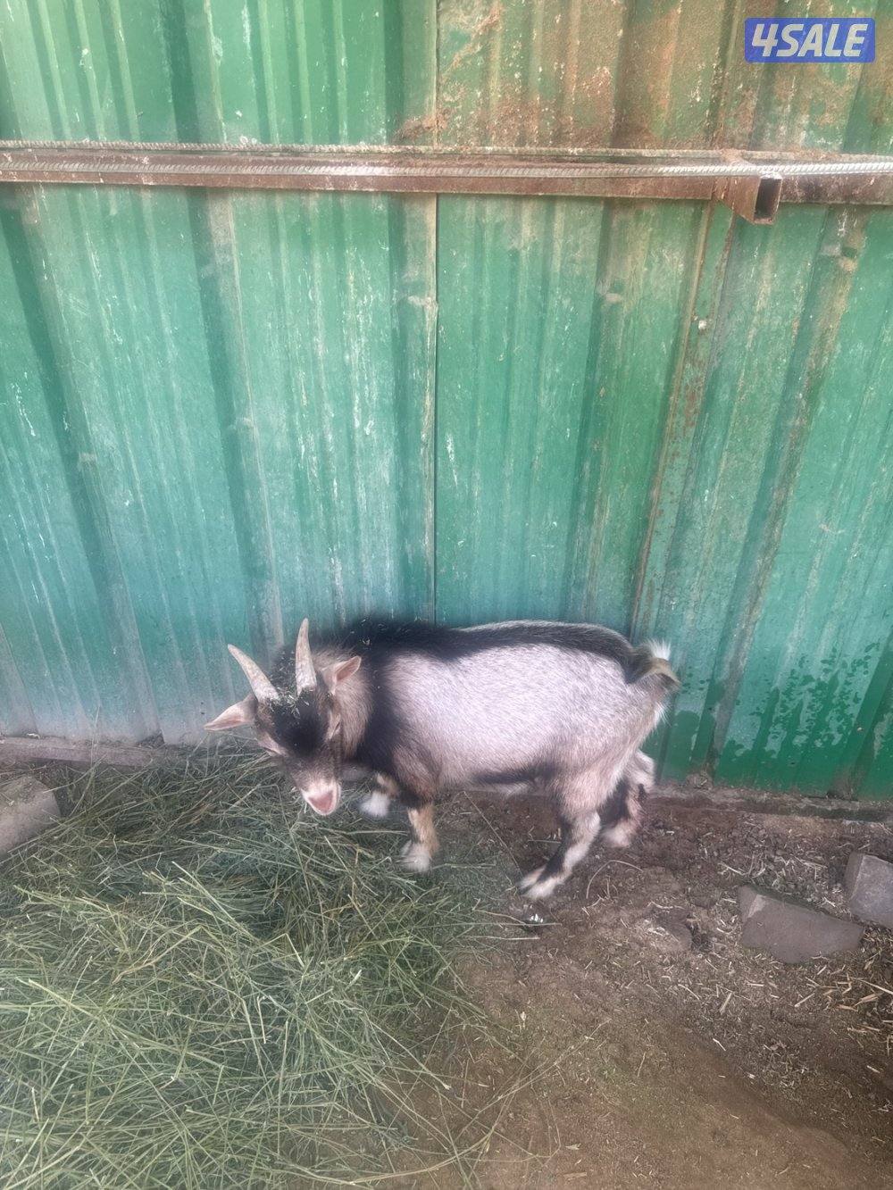 جيكي مغزه 1 وتيسين21