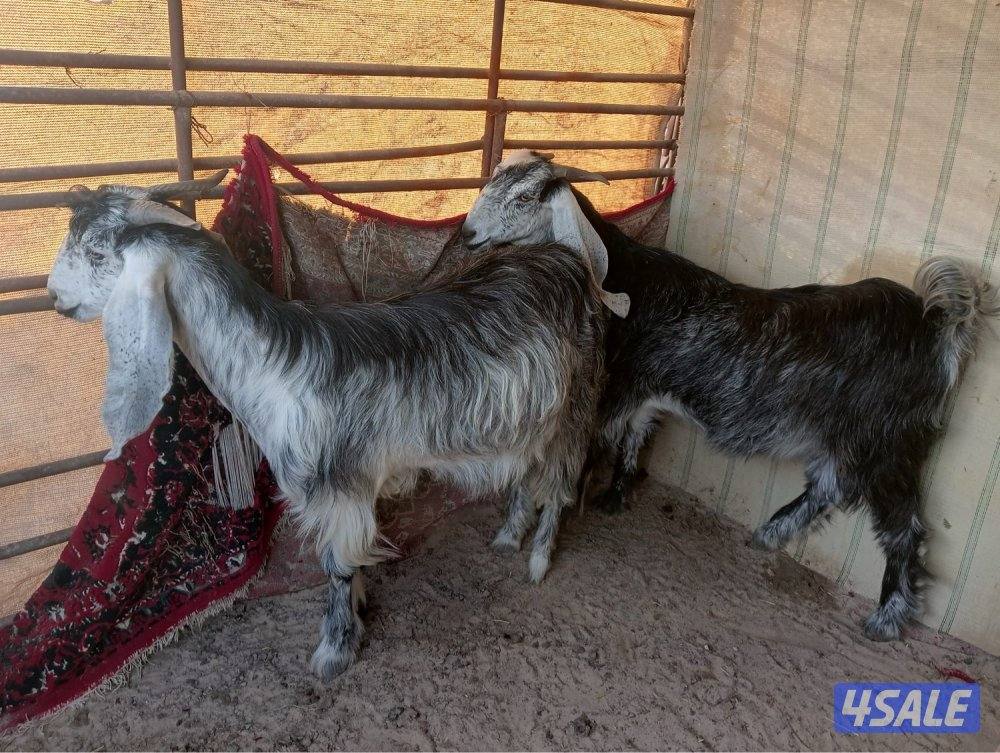 للبيع معزا مضاريع0