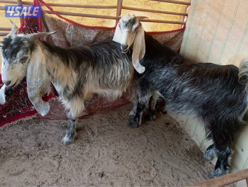 للبيع معزا مضاريع1