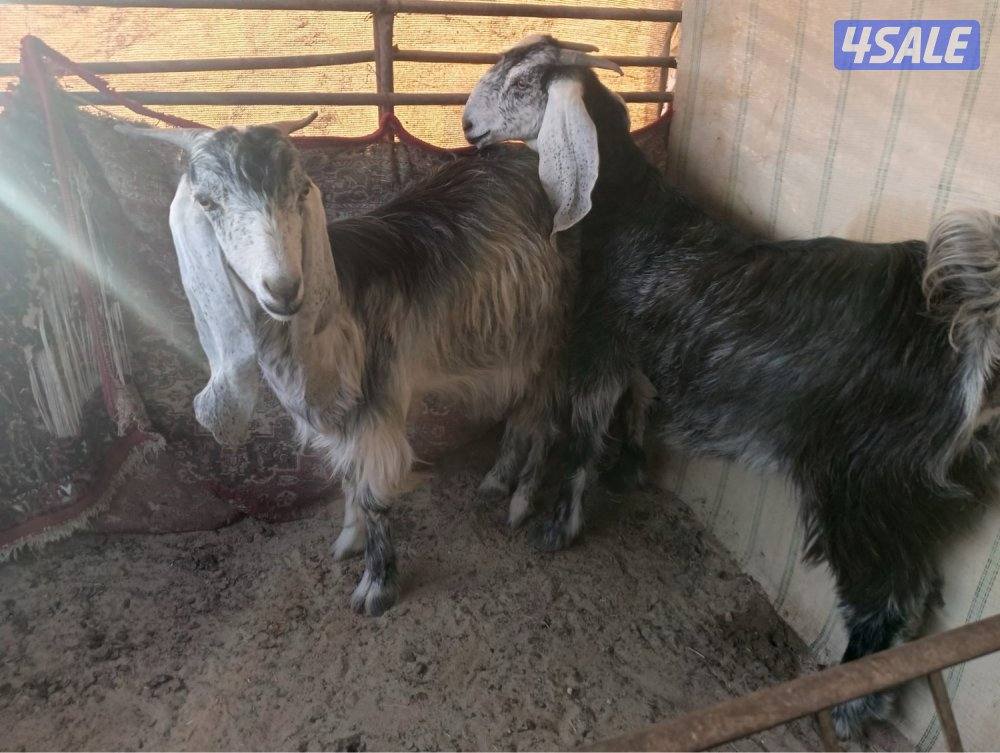 للبيع معزا مضاريع2