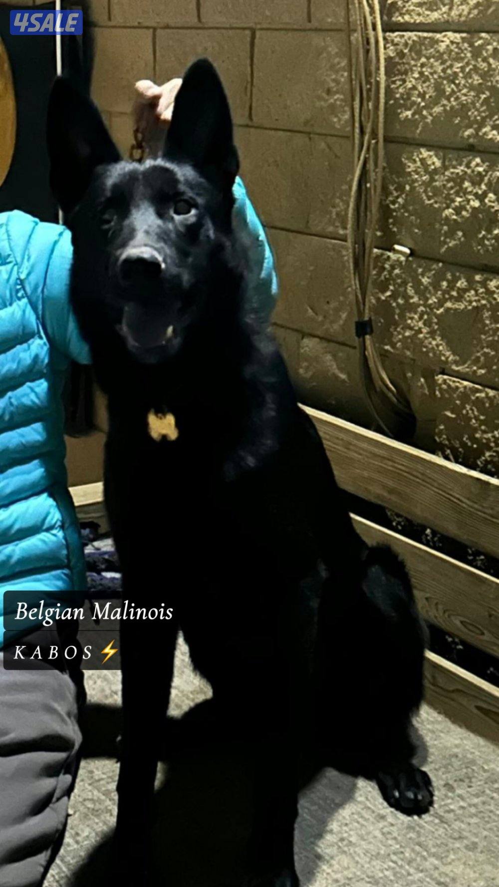 للببع مالينو ذكر ١١ شهر باجي التفاصيل و الاستفسارات ( واتس )0