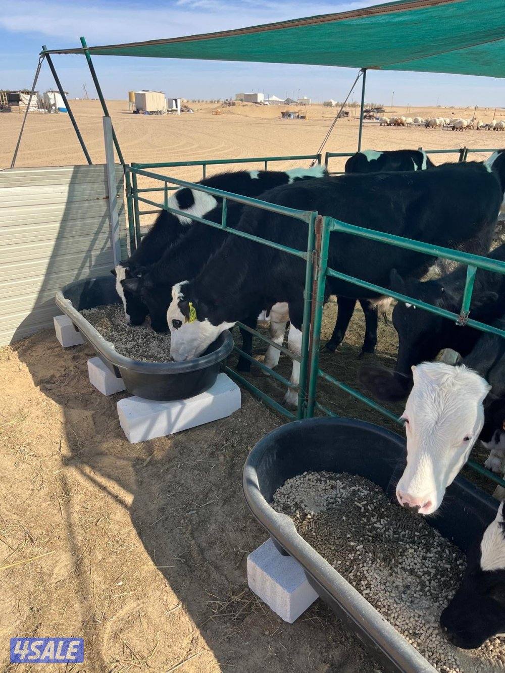 عجول للبيع0