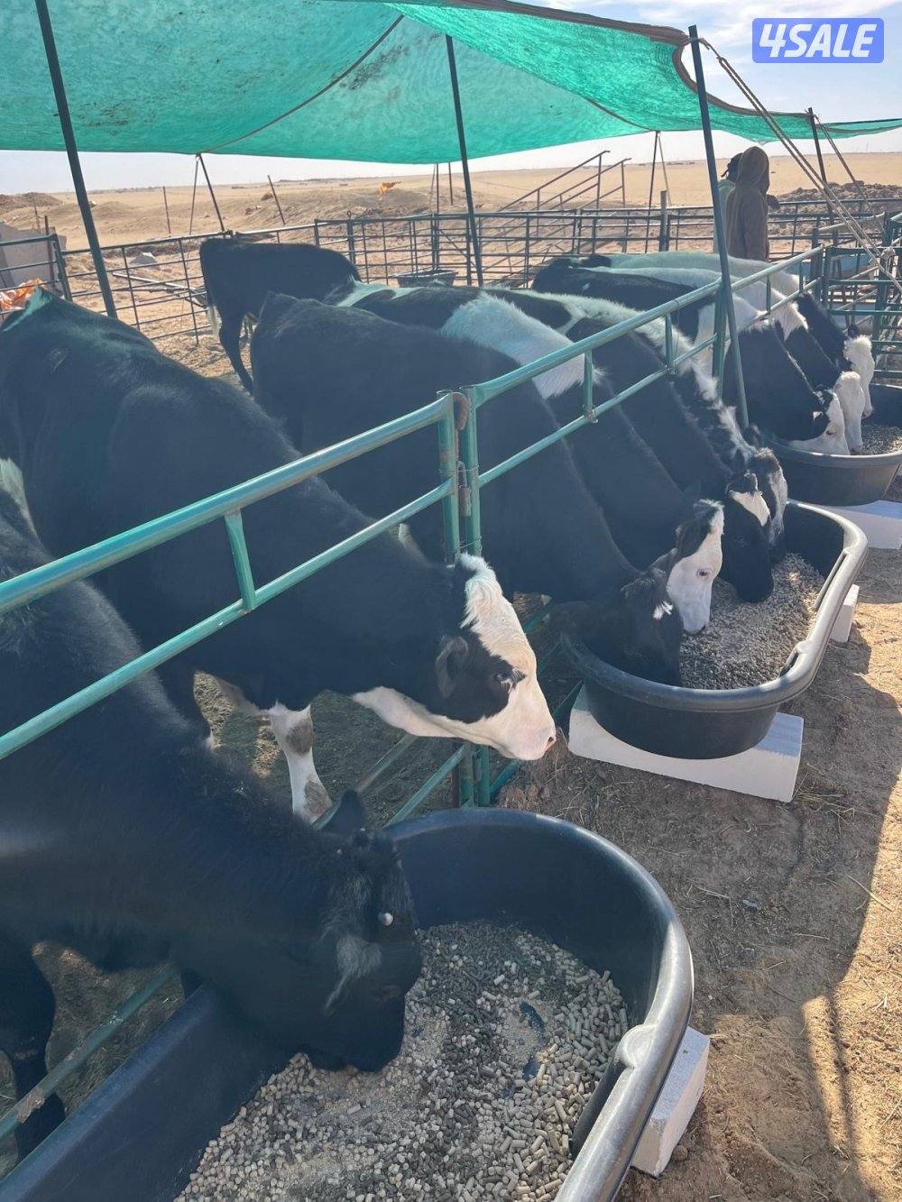 عجول للبيع1