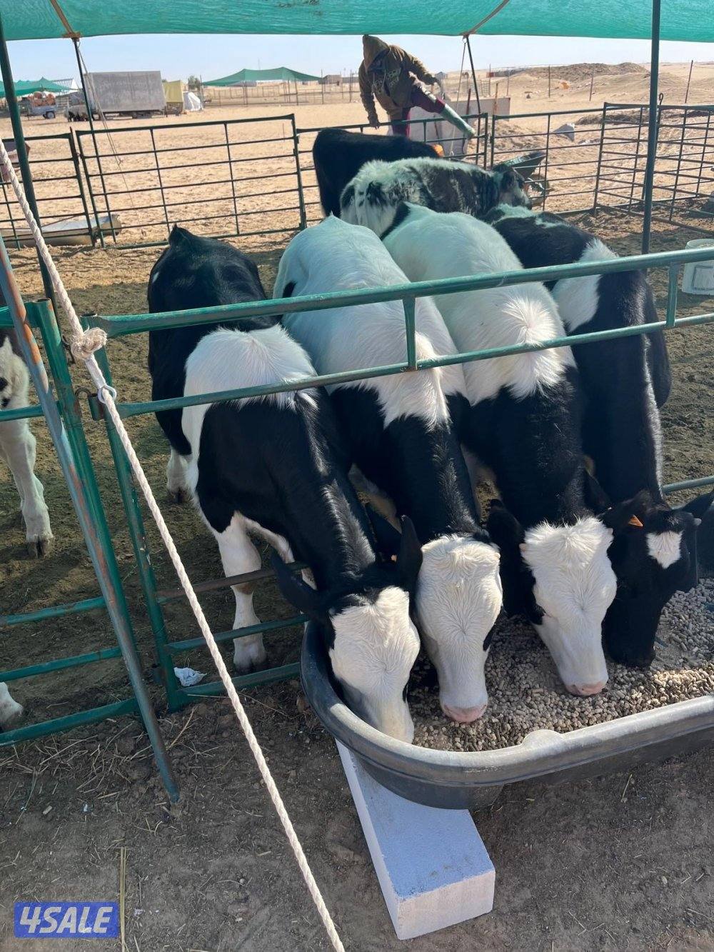 عجول للبيع4