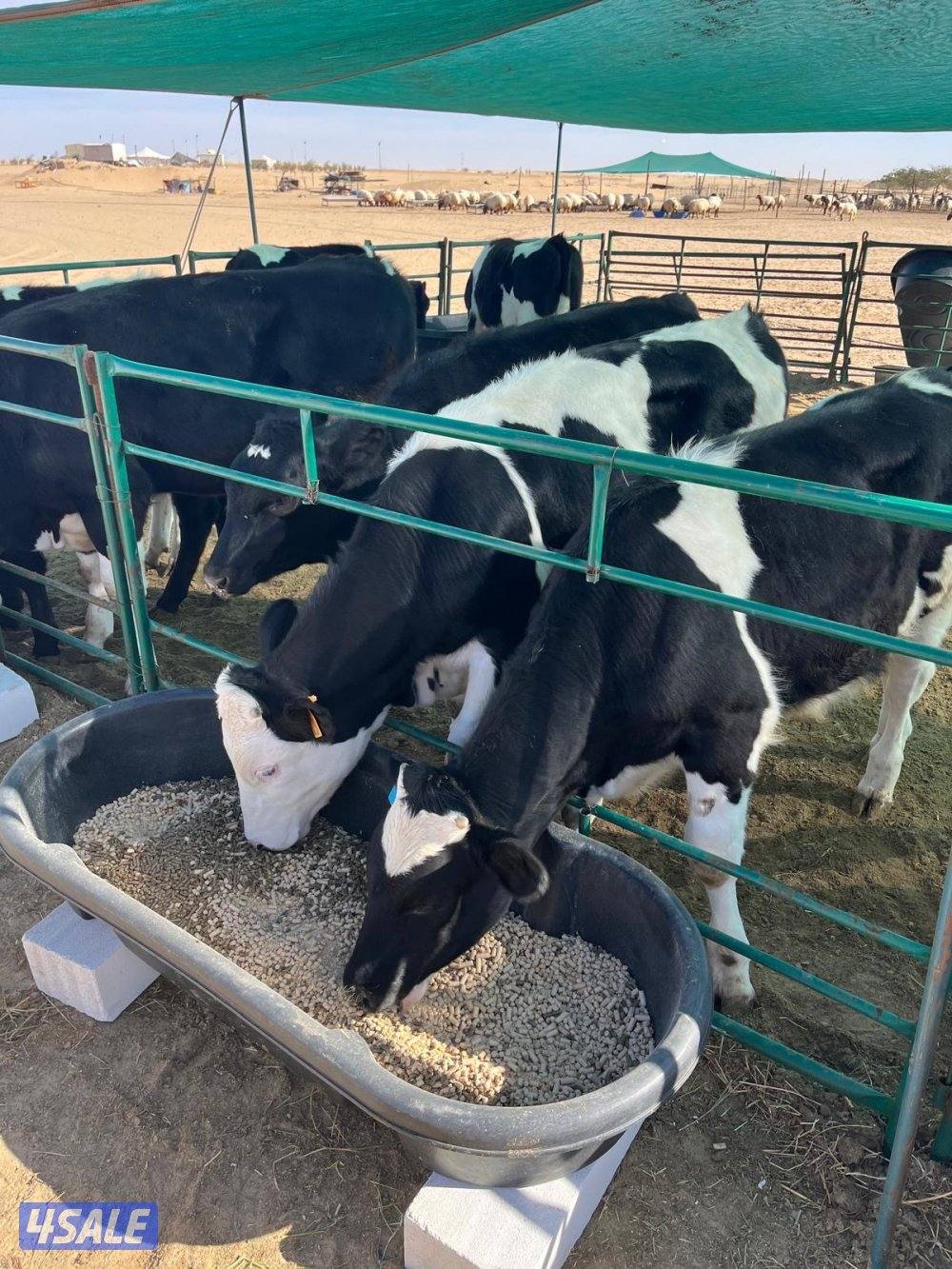 عجول للبيع5