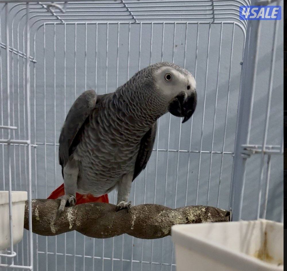 كاسكو ذكر جاهز للانتاج0