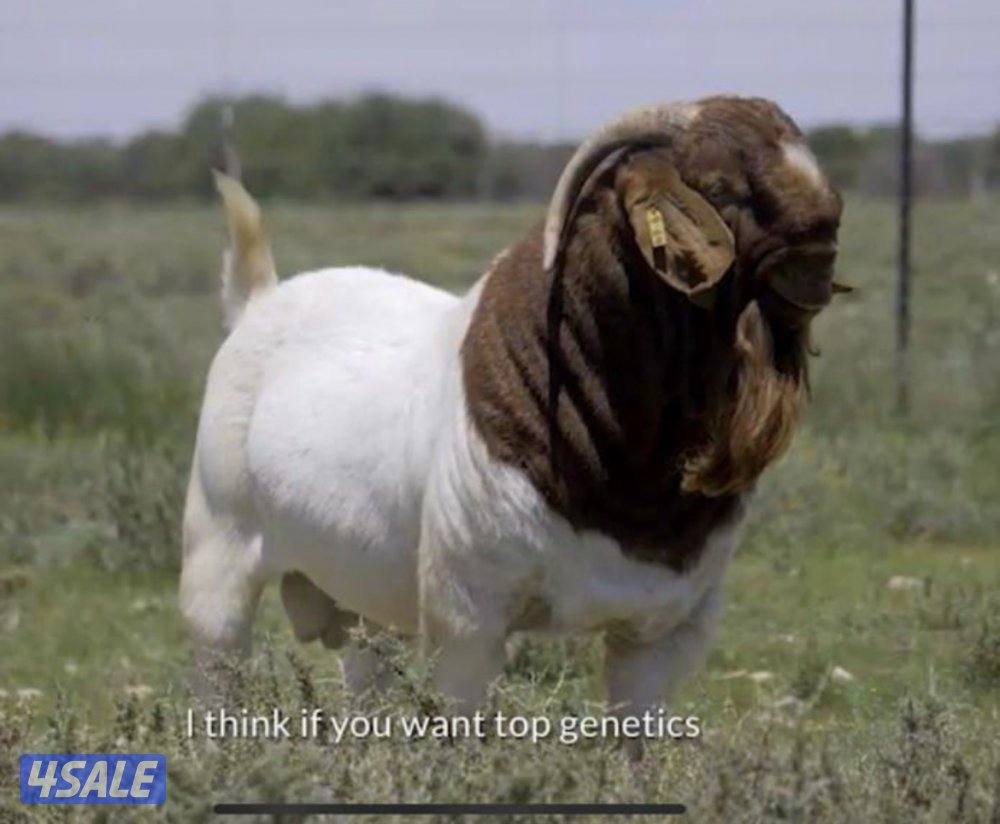 فحول ماعز بورقوت دم كامل2